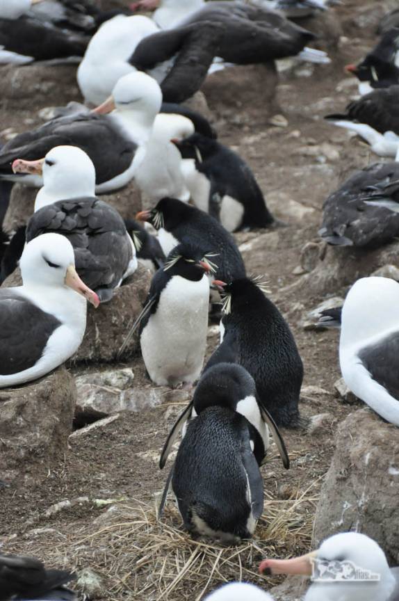 Pinguins rockhopper caminham tranquilamente em meio à colônia de albatrozes em Steeple Jason, no noroeste das Ilhas Malvinas